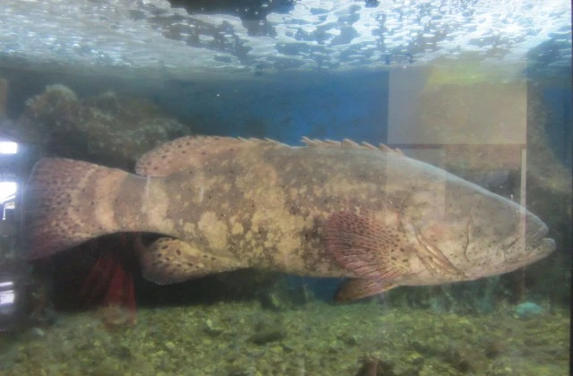 Aquarium Saint Domingue Republique Dominicaine